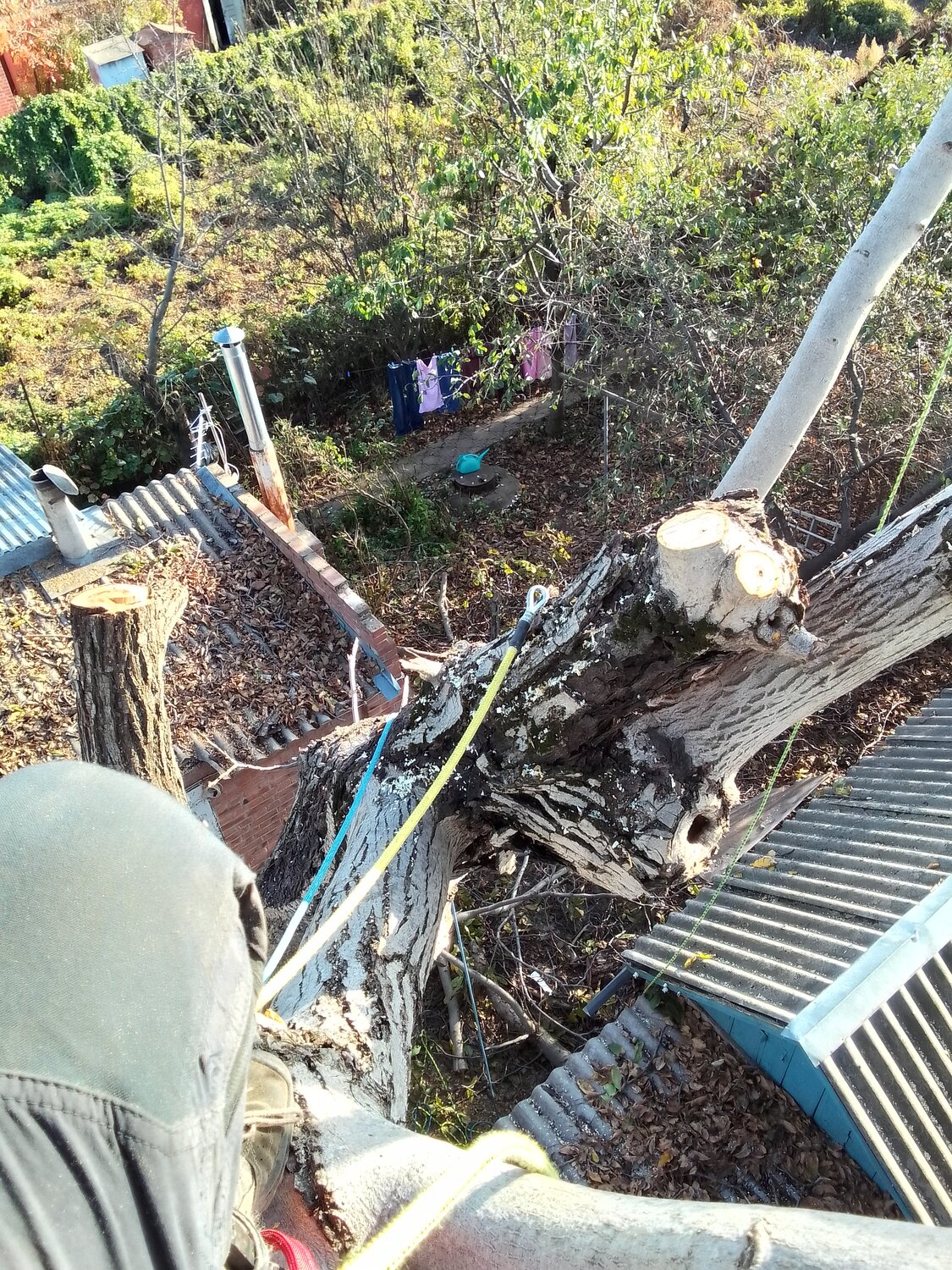 дерево, поваленное дерево, большое дерево, упавшее дерево, дерево упало на забор