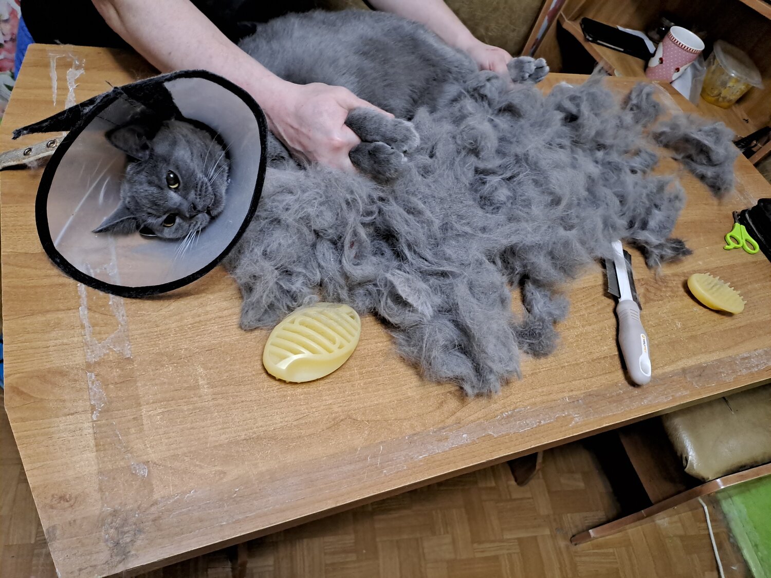 шерсть, шерсть кошки, подстриженная кошка, кошки, кот