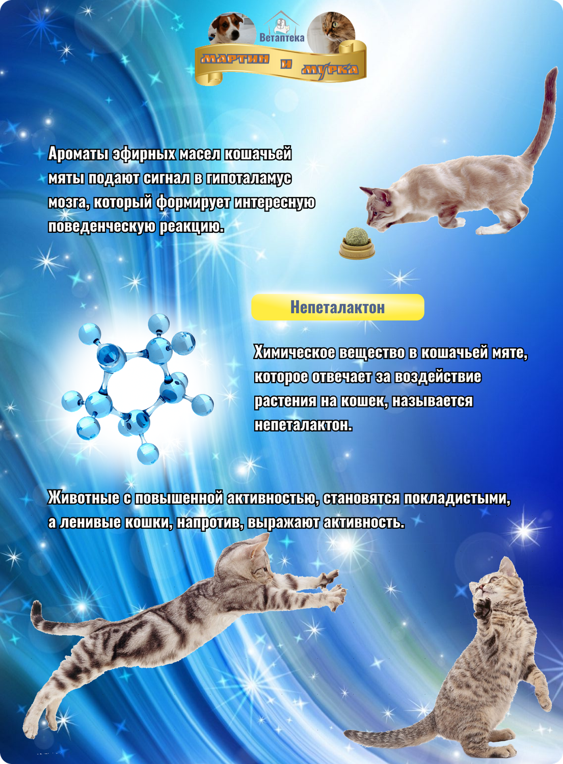 кошачьи, кот, кошка кошка, домашняя кошка, котик