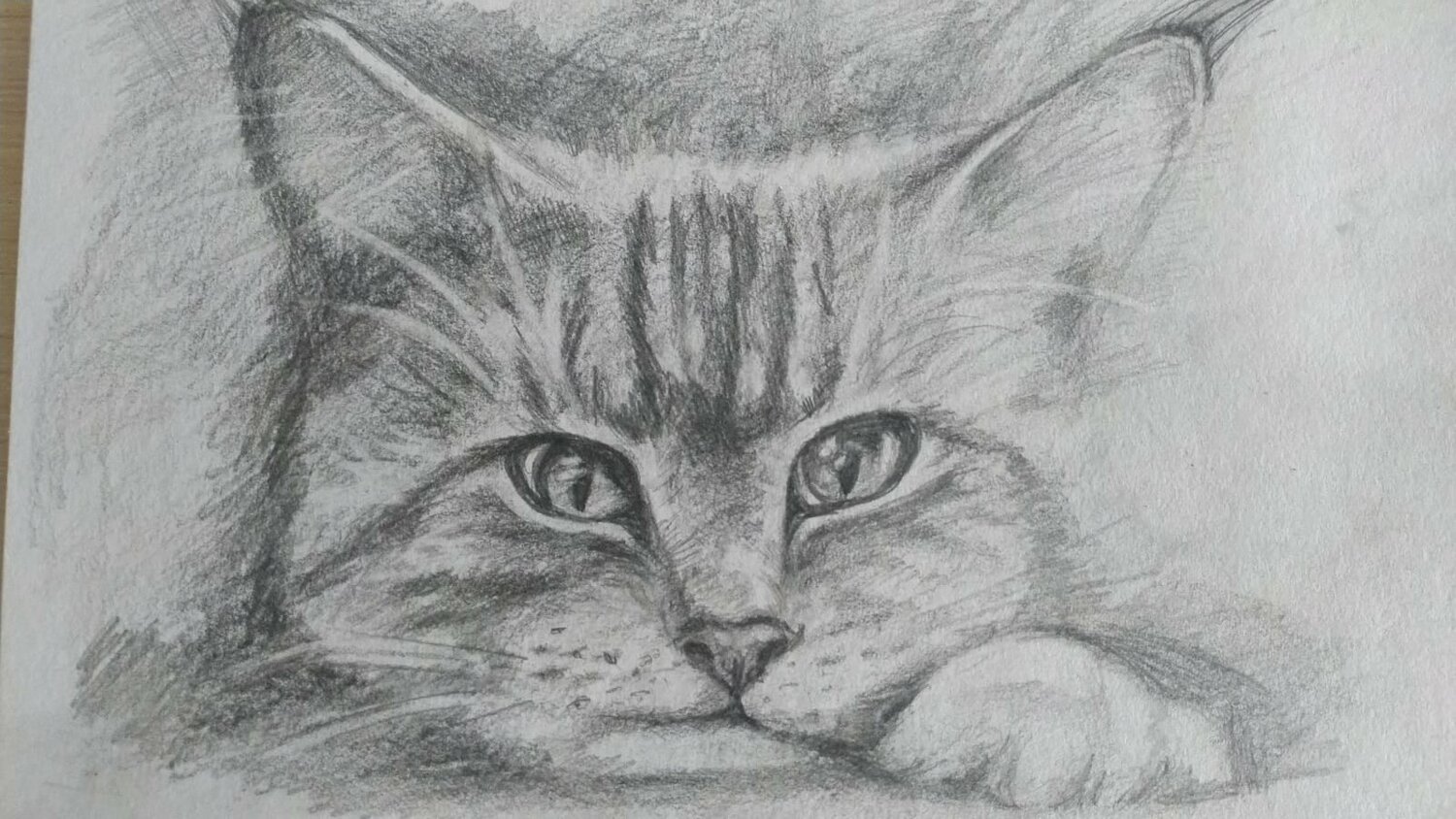 кошка карандашом, рисунок, рисунки котиков, рисунки карандашом, коты карандашом