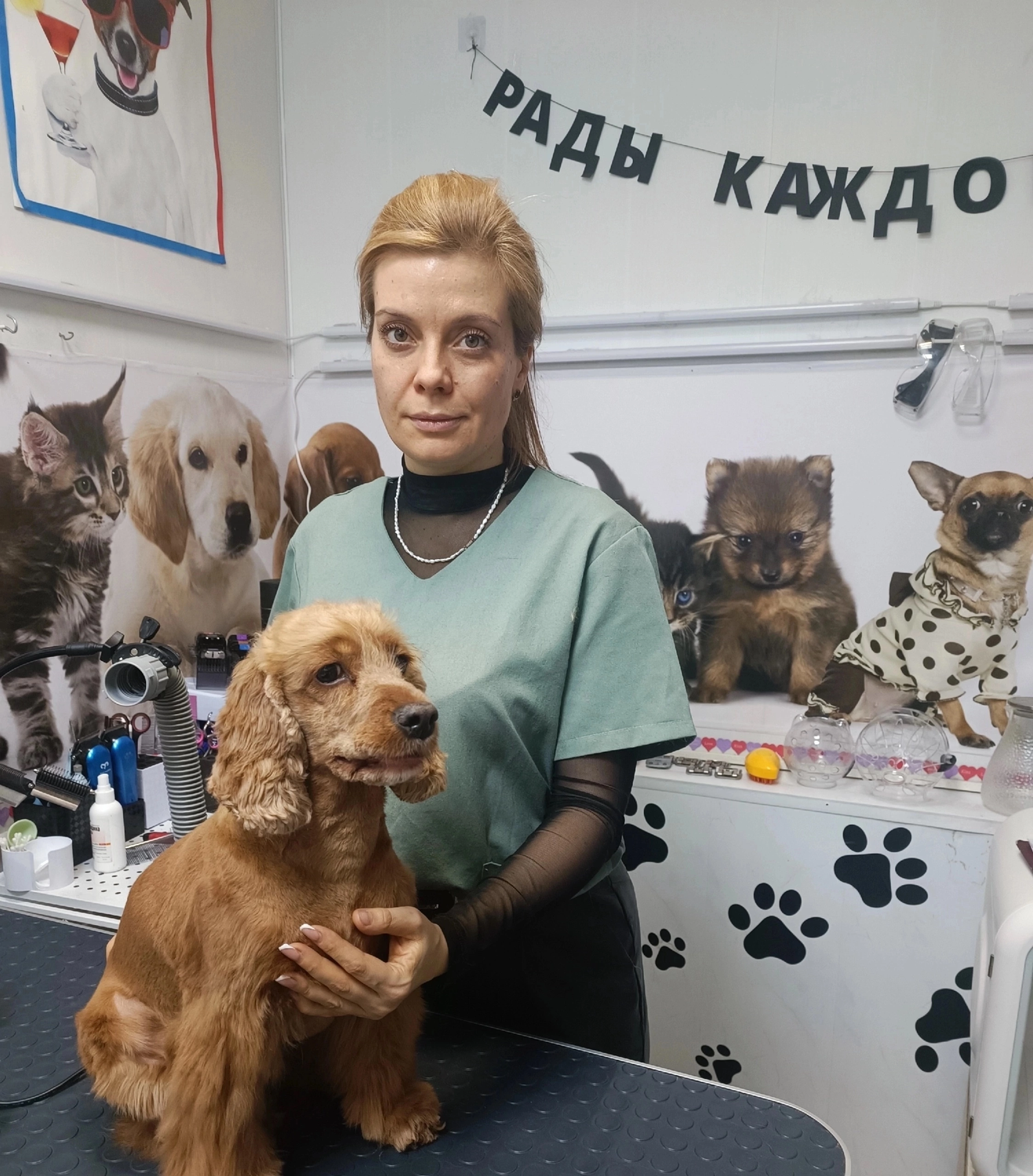 английский кокер спаниель стрижка, стрижка кокер спаниель, английский кокер спаниель груминг, профессия грумер, собачек