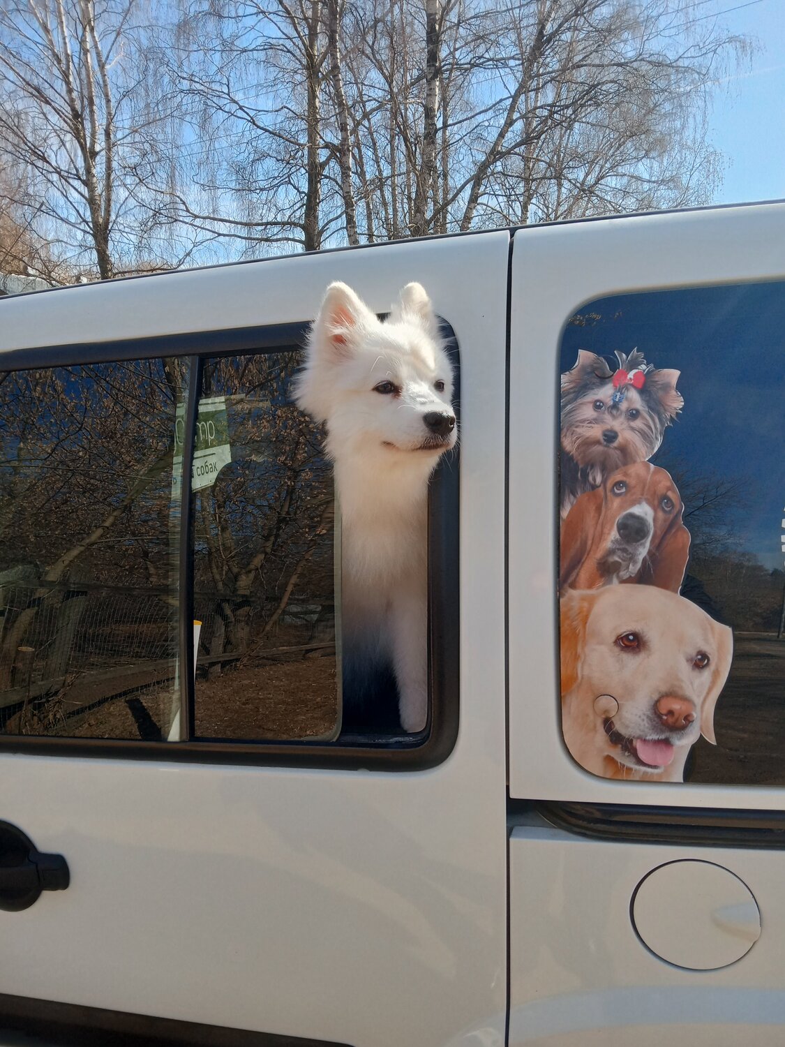 собака, собака животное, собака и сирена, dog, животные