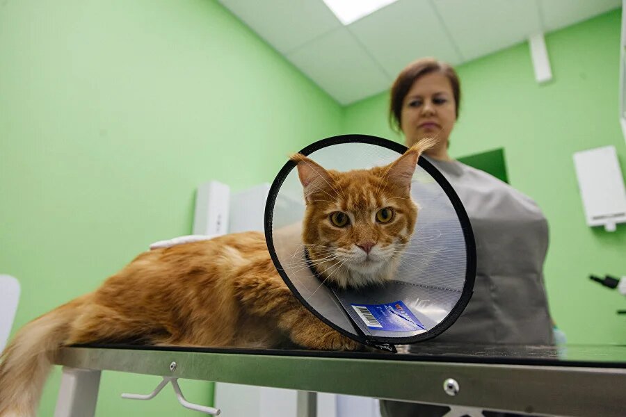 ветеринар, кошечка, животные, кот, ветклиника