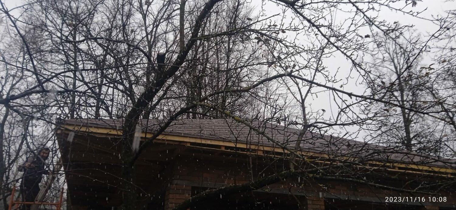 ветка дерева, дерево, слез с дерева, башмачное дерево, теплая весна