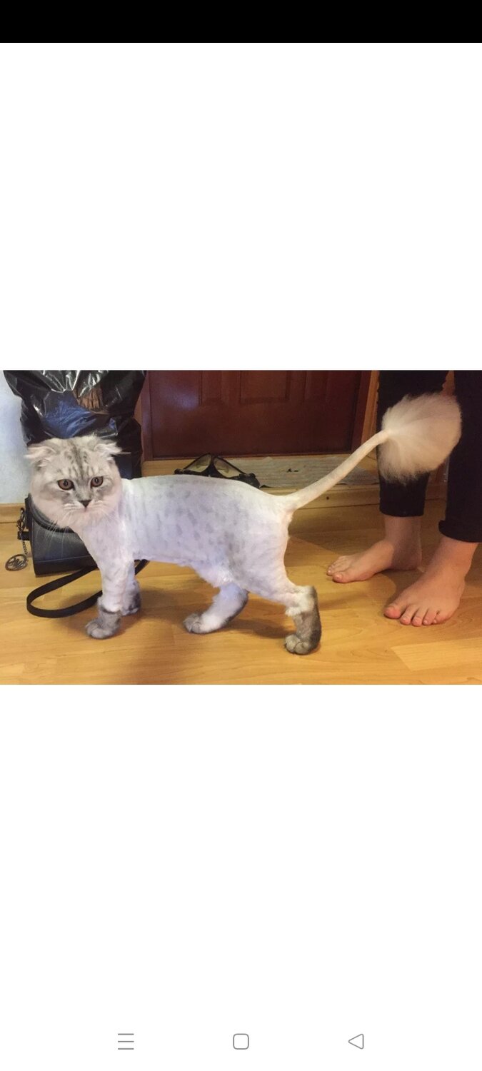 подстриженная кошка, подстриженный кот, стрижка кошек, стриженные кошки, стриженный кот