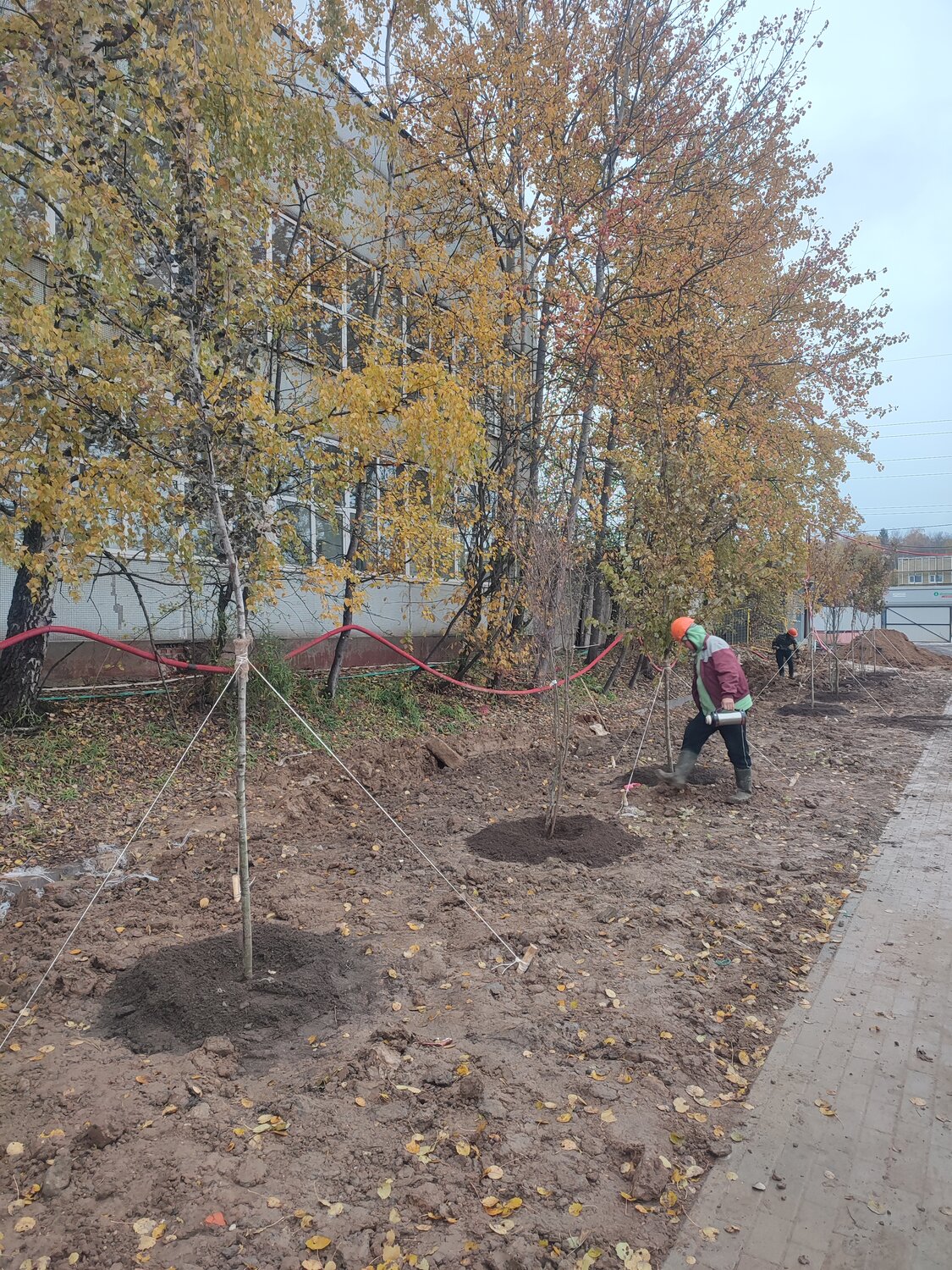сквер на чубынина салехард, сквер, парк зеленый остров, клен дерево, береза в парке зарядье