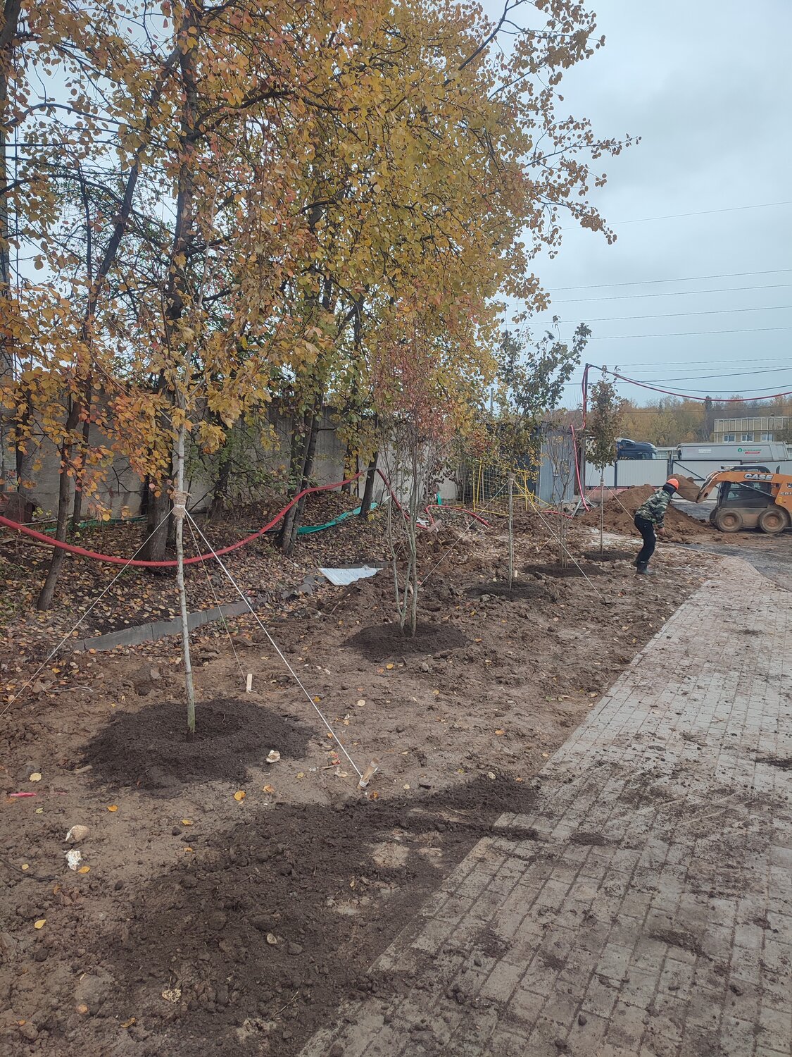 клен дерево, куст, кинешма парк 35 летия победы, молодое дерево, тополь липа клен это деревья