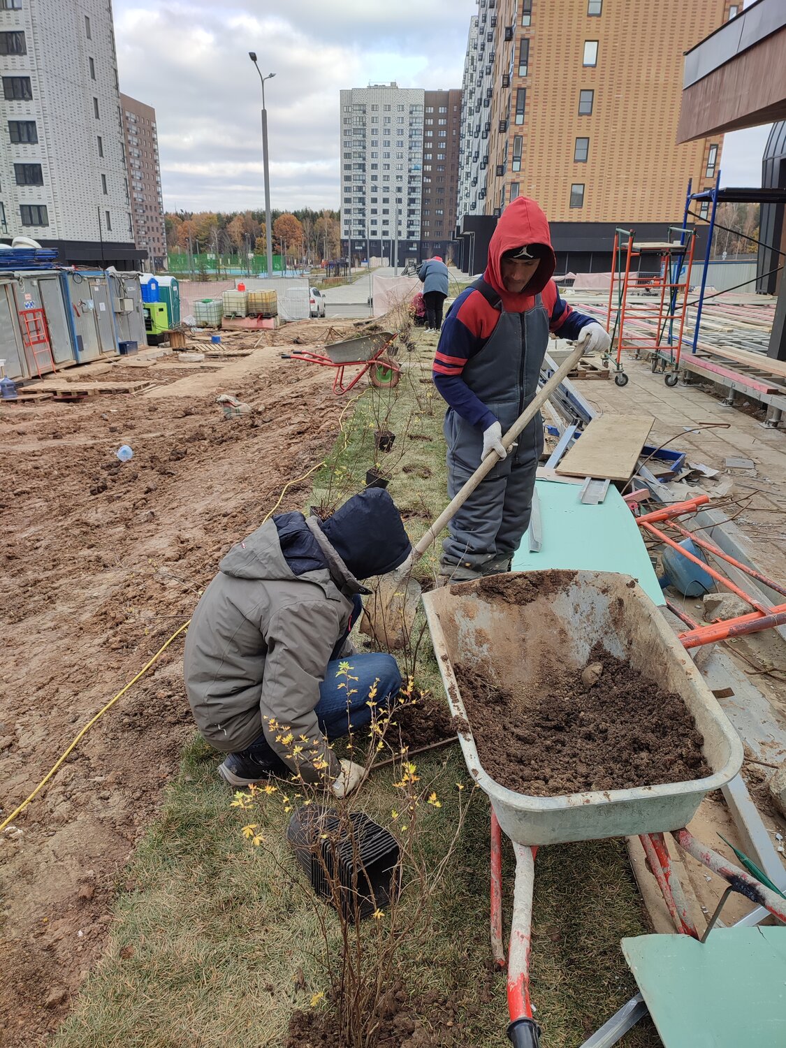 двор, дворовая территория, дворовые территории, посади дерево, озеленение