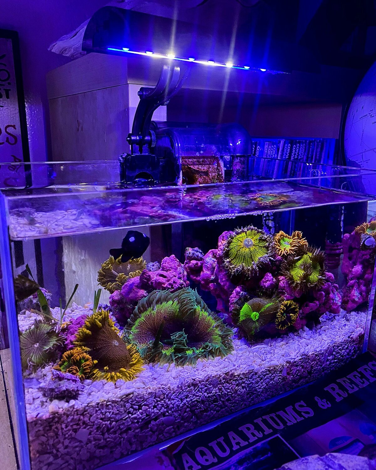 морской аквариум, аквариум аквариум, аквариум, морской аквариум 40л, большой аквариум
