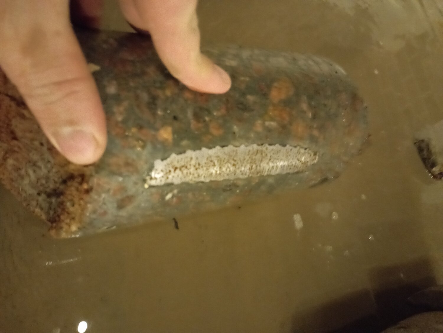 голотурия морской огурец, морские огурцы, очищенный морской огурец, осетр на хлебе, чешуя осетра