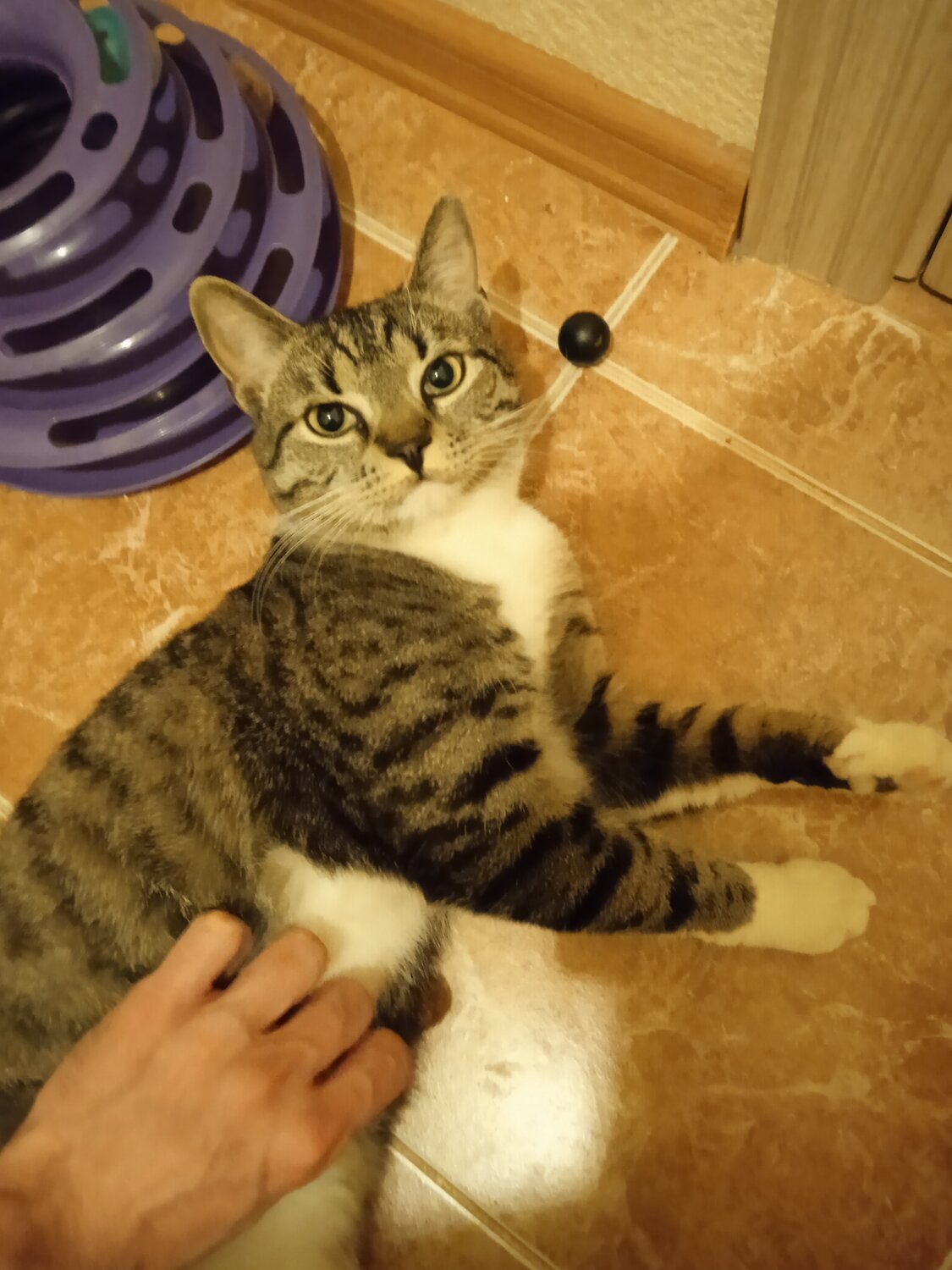 кошка, кот, кошка стеша, кошечка, кот домашний