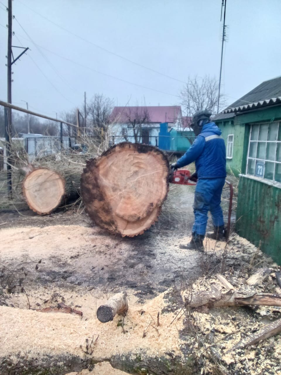 спил дерева, спиленное дерево, распил дерева, огромное дерево пилит, большое дерево