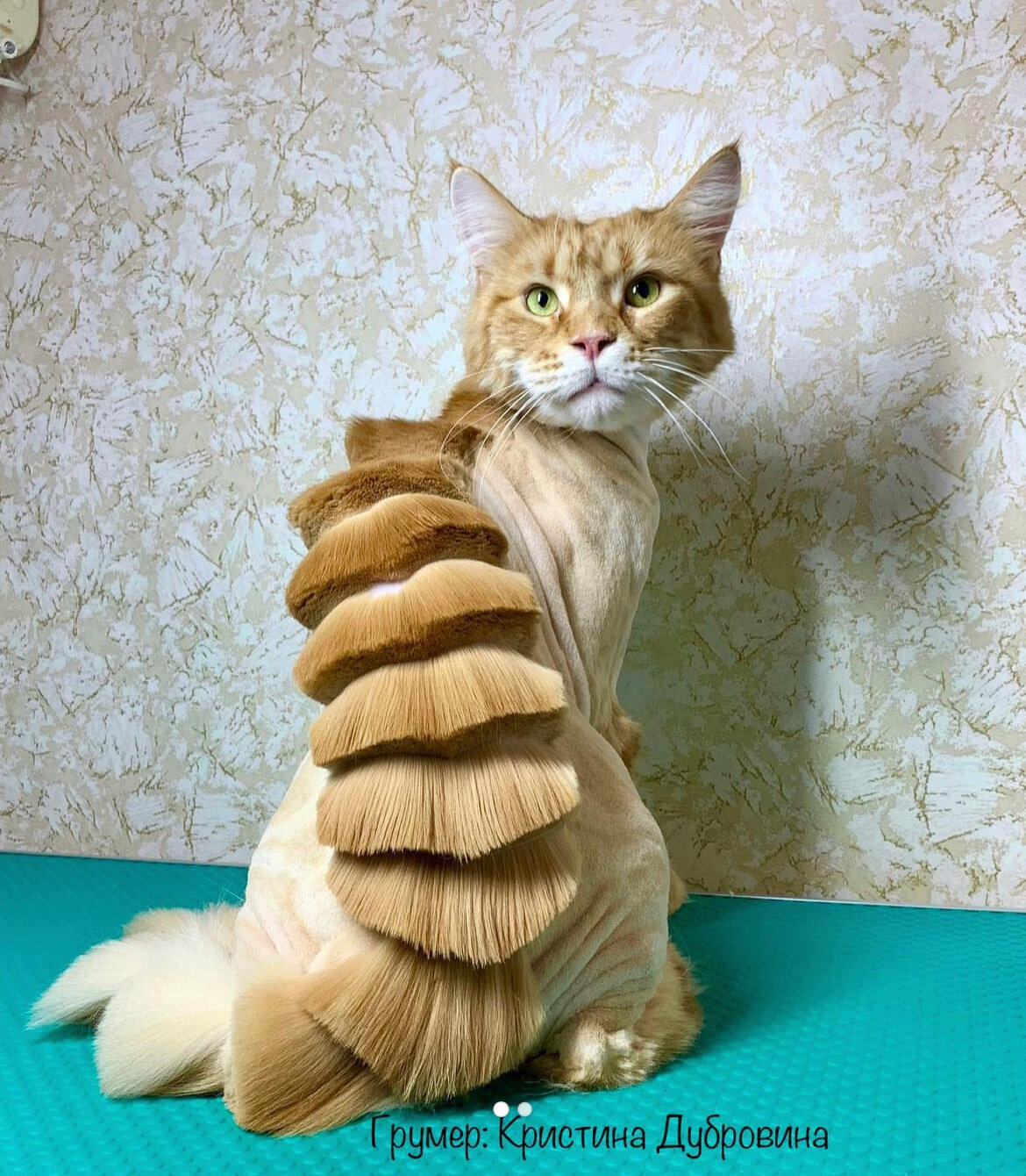 стрижка кошек, стриженный кот, стрижка кота, стрижки для котов, подстриженная кошка