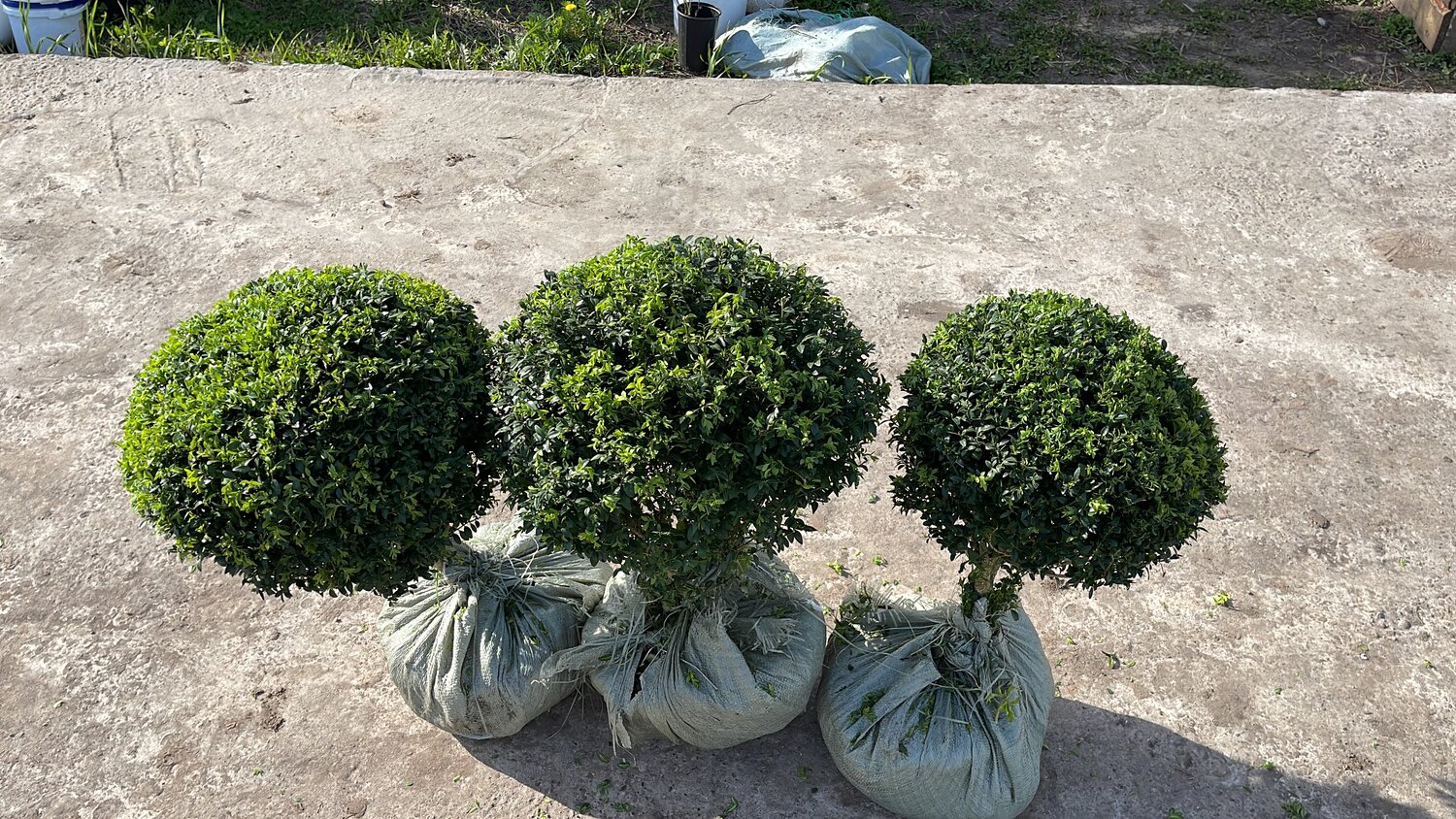 самшит, самшит буксус шар, куст самшит, самшит вечнозеленый (шар), самшит шар