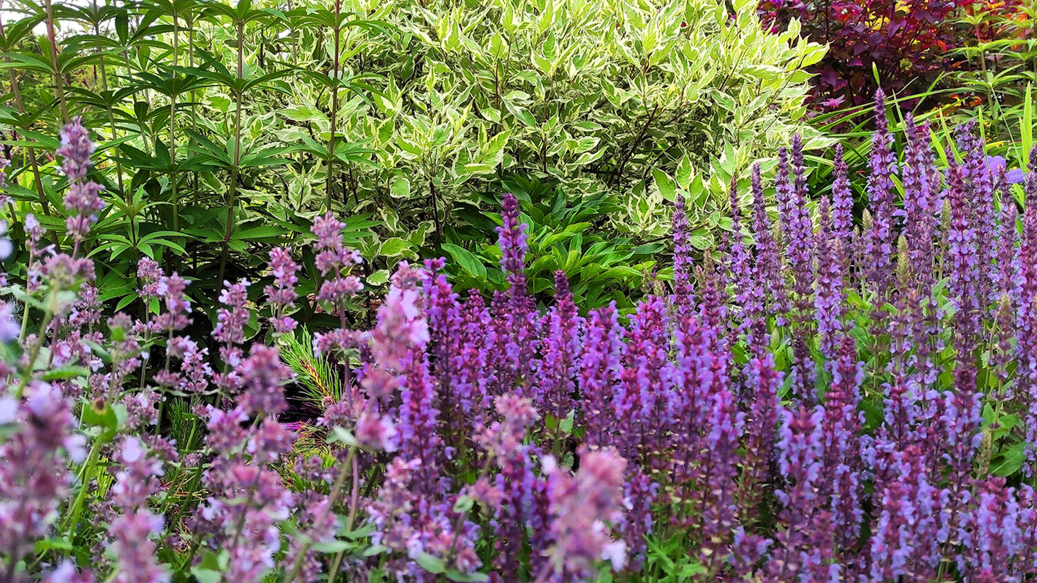 шалфей дубравный, шалфей, шалфей в саду, шалфей дубравный нью дайменшн блю, растение шалфей