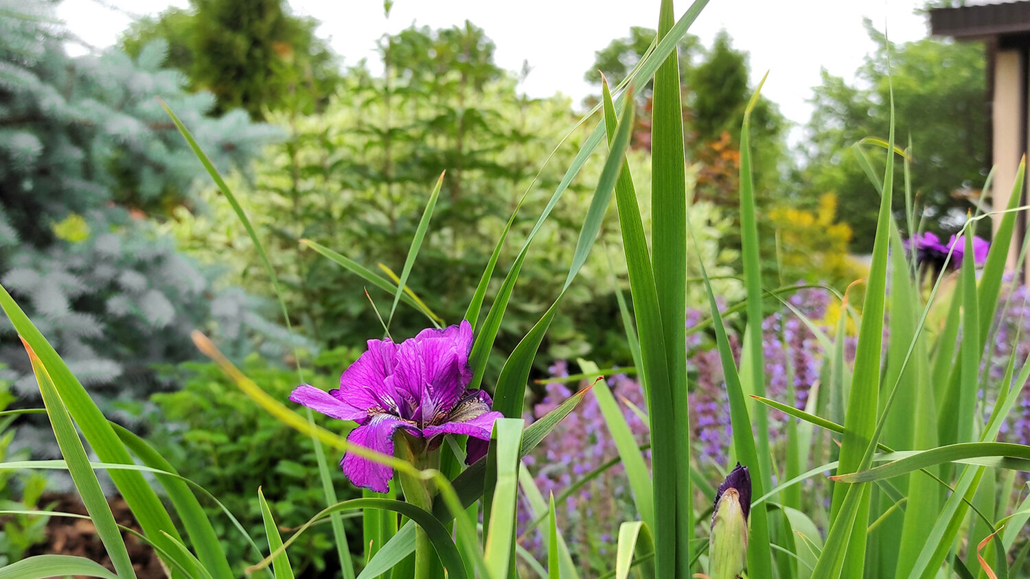 ирис сибирский, ирис, ирис сибирский tumble bug, ирис сибирский цветение, ирис сибирский спиндэззл