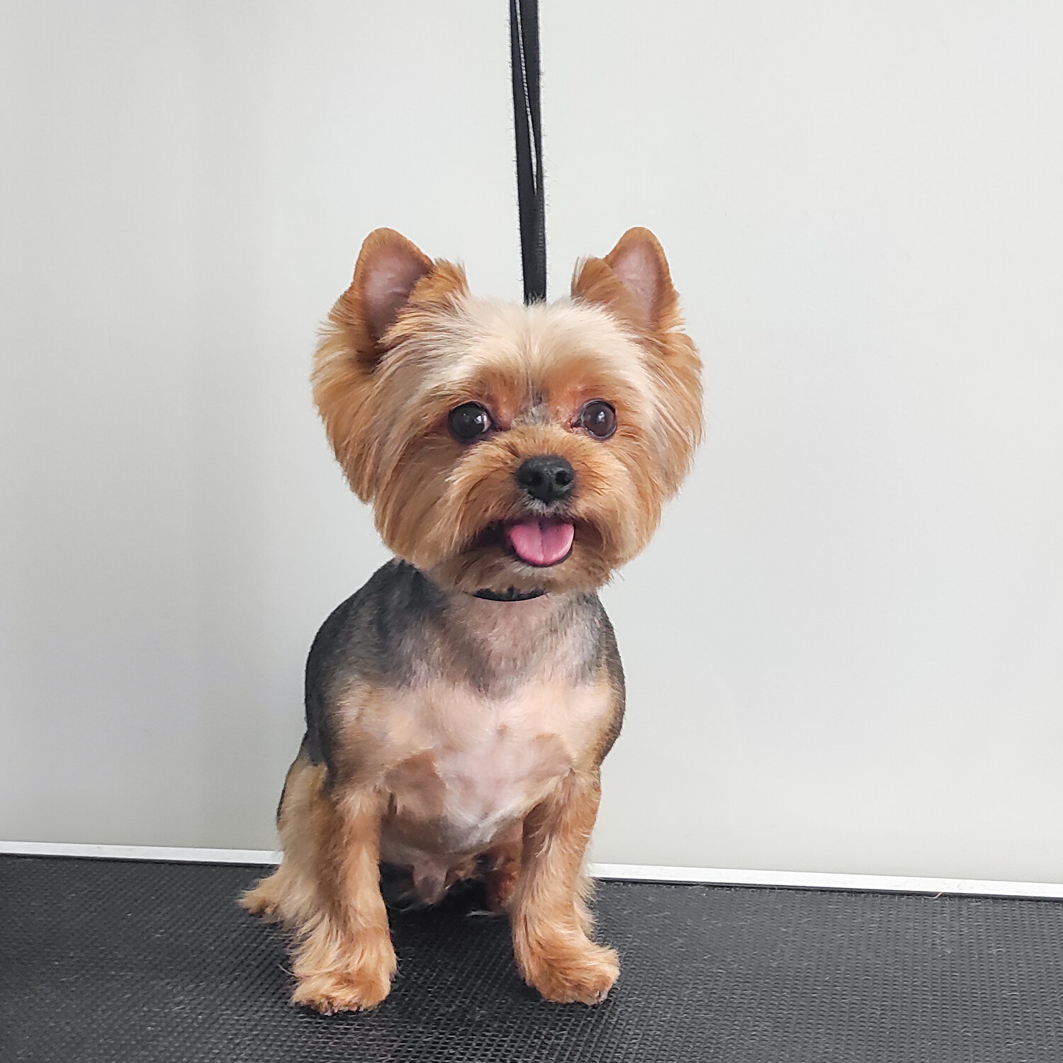 Подстричь йорка в домашних условиях машинкой