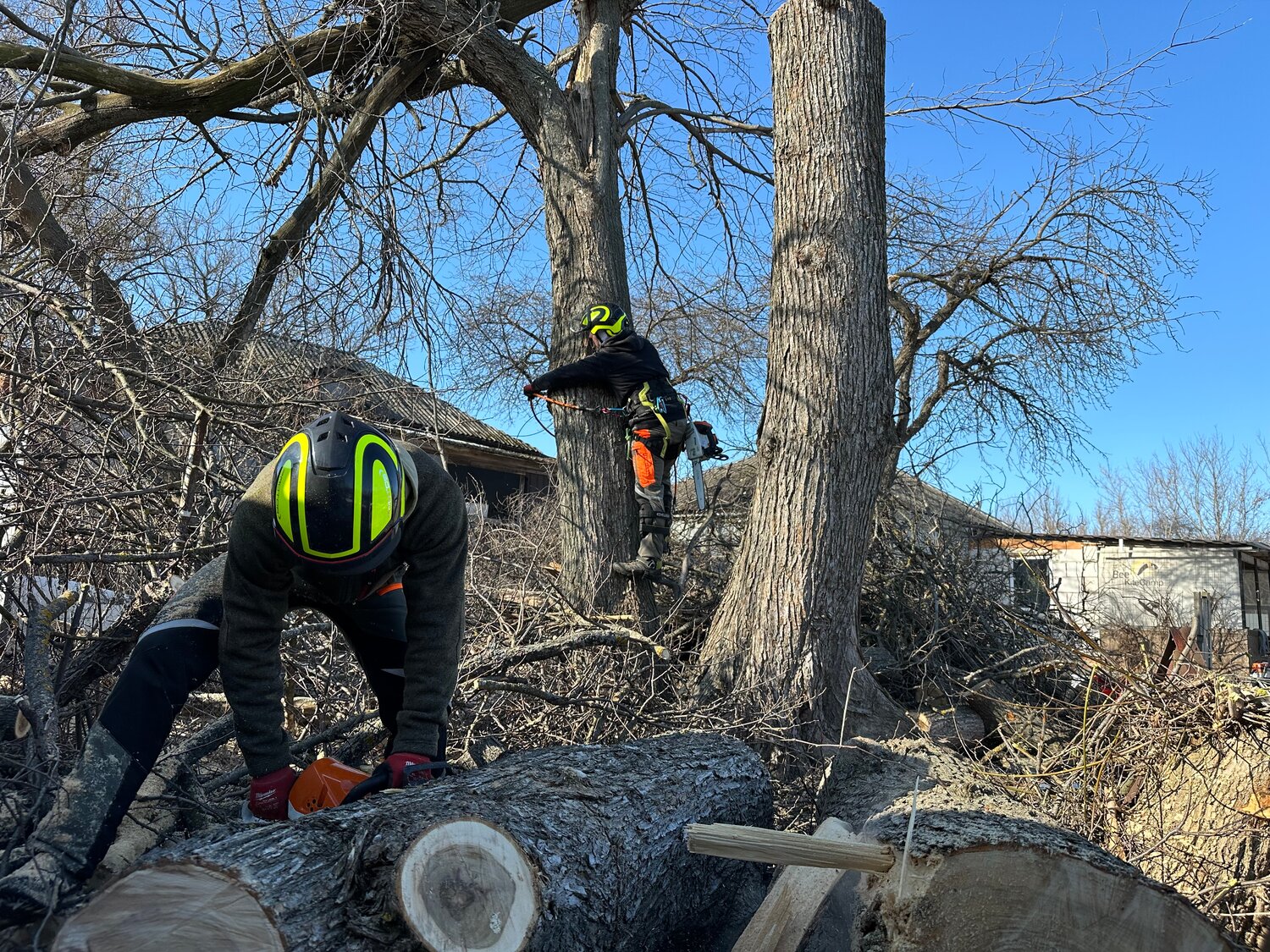 дерево спил, поваленное дерево, пилить дерево, спиленное дерево, basswood дерево