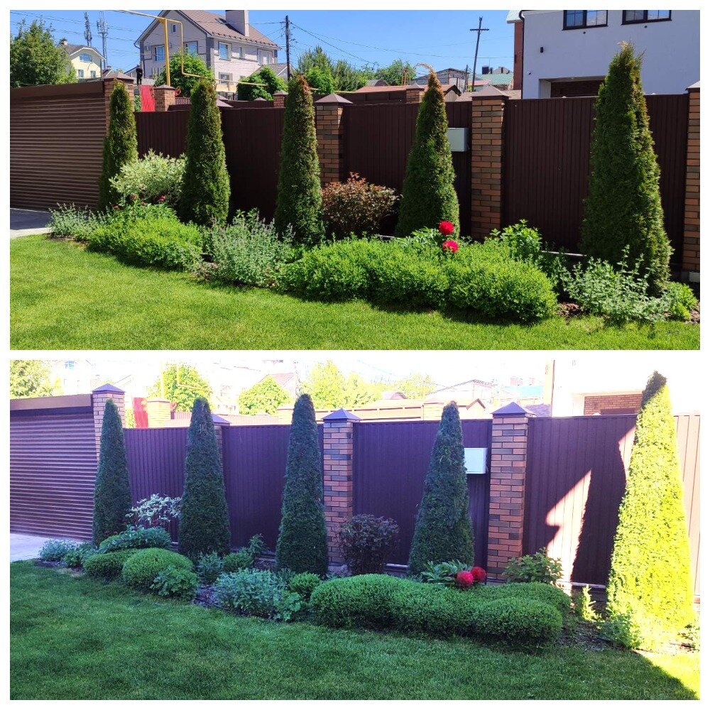 живая изгородь туя смарагд, туя даника изгородь, туя смарагд западная, туя пирамидальная смарагд, туя смарагд