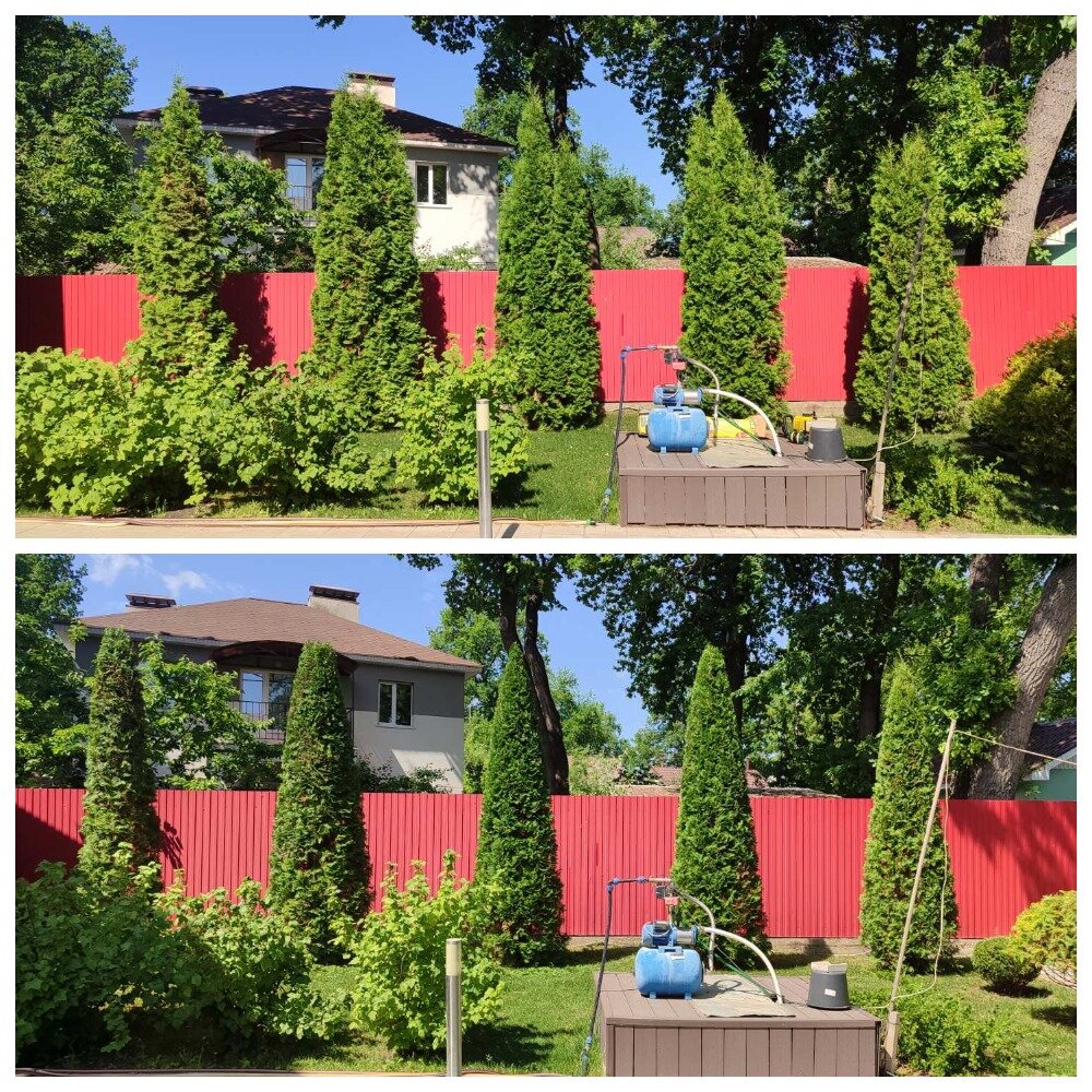 туя смарагд живая изгородь, голден смарагд туя живая изгородь, туя брабант живая изгородь, туя смарагд изгородь, туя забор