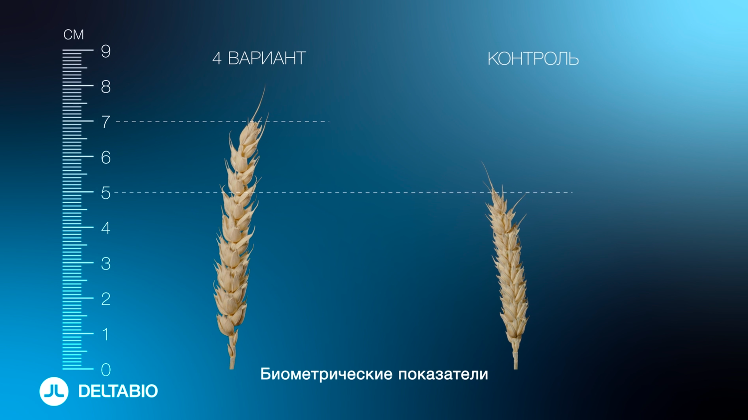 пшениц, яровая пшеница, рожь и пшеница, пшеница колос колос, колос пшеница