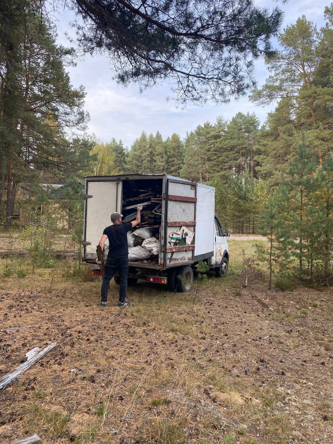 сосна обыкновенная, сосна обыкновенная pinus sylvestris, pinus, роща пицундской сосны геленджик, сосна пицундская