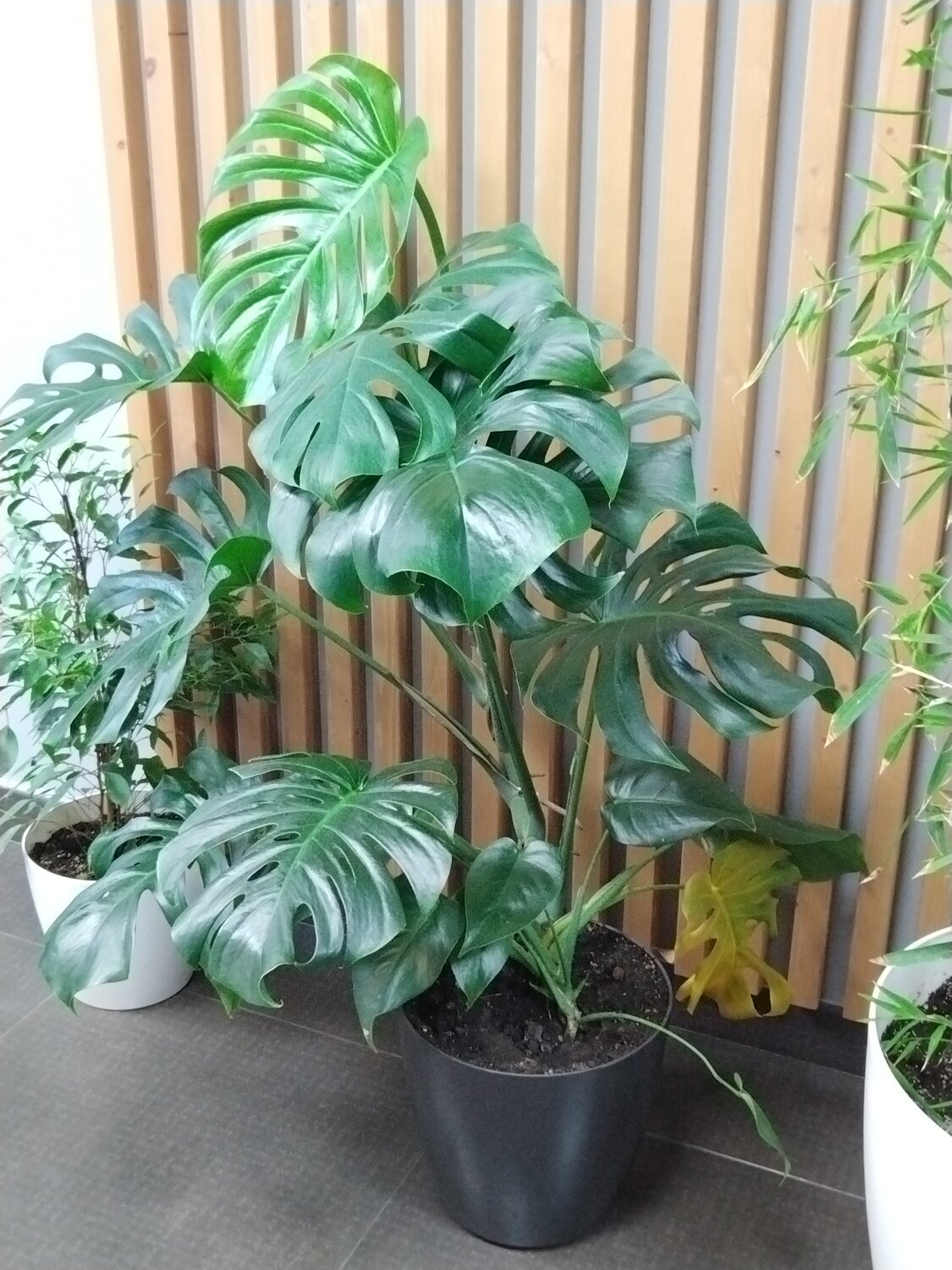 ����������������, monstera deliciosa, ���������������� ������������������ ����������������, ���������������� ������������������, ���������������� deliciosa