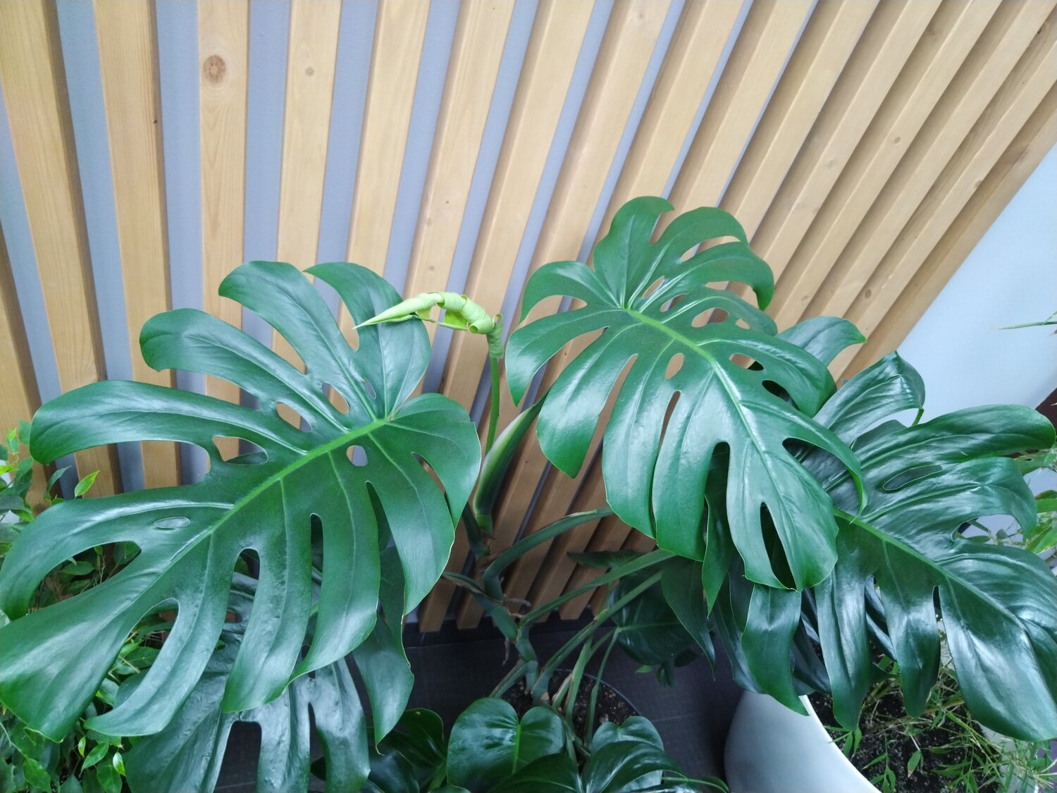 ����������������, ������������ ����������������, monstera deliciosa, ������������������ ���������������� ����������������, ���������������� ����������������