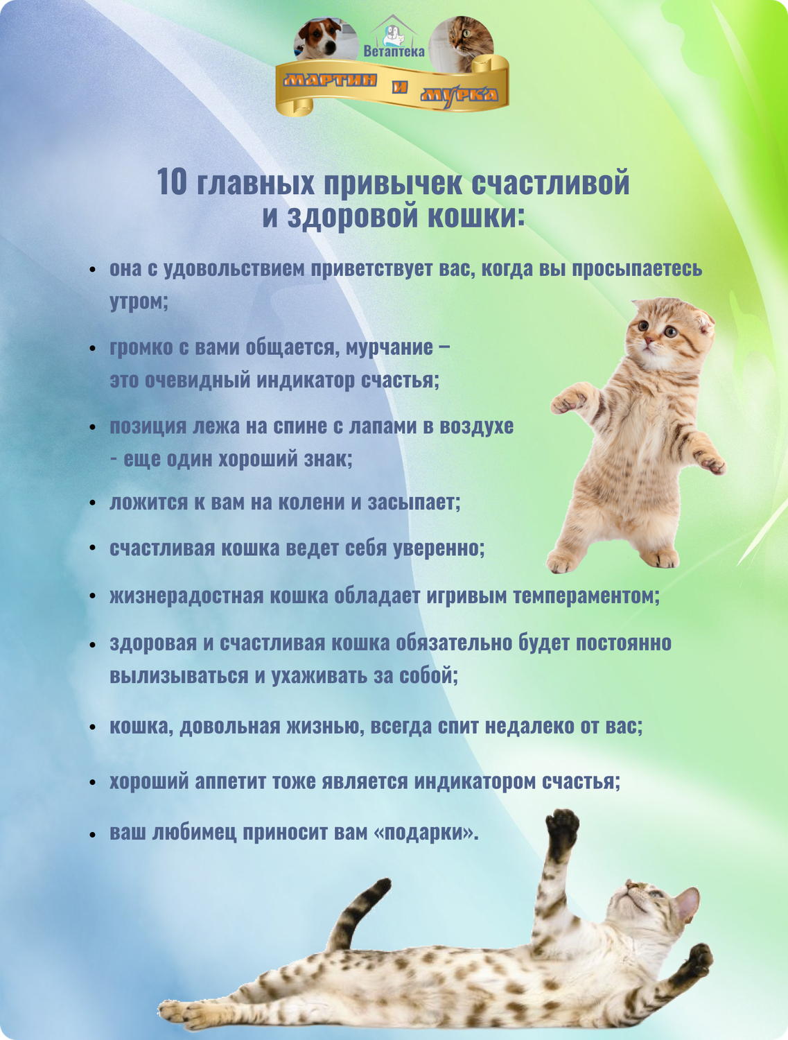 домашний кот, кот, кошка, особенности питания кошек, домашние животные