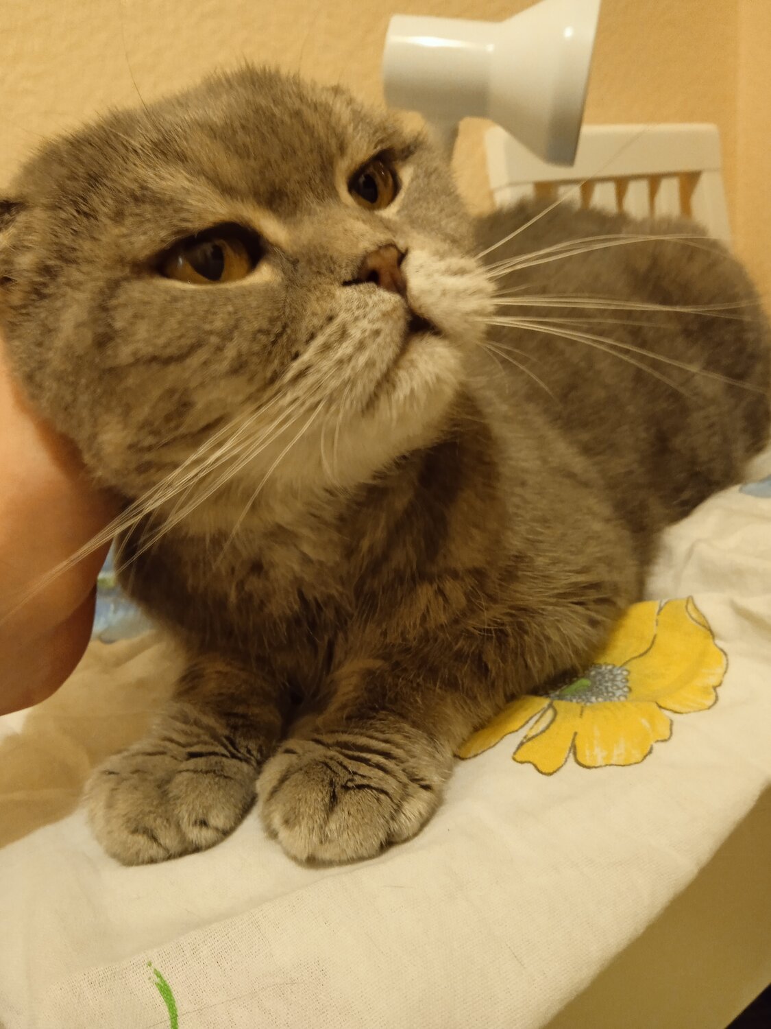 кот вислоухий, кошка, шотландская вислоухая кошка, кот, вислоухий шотландец