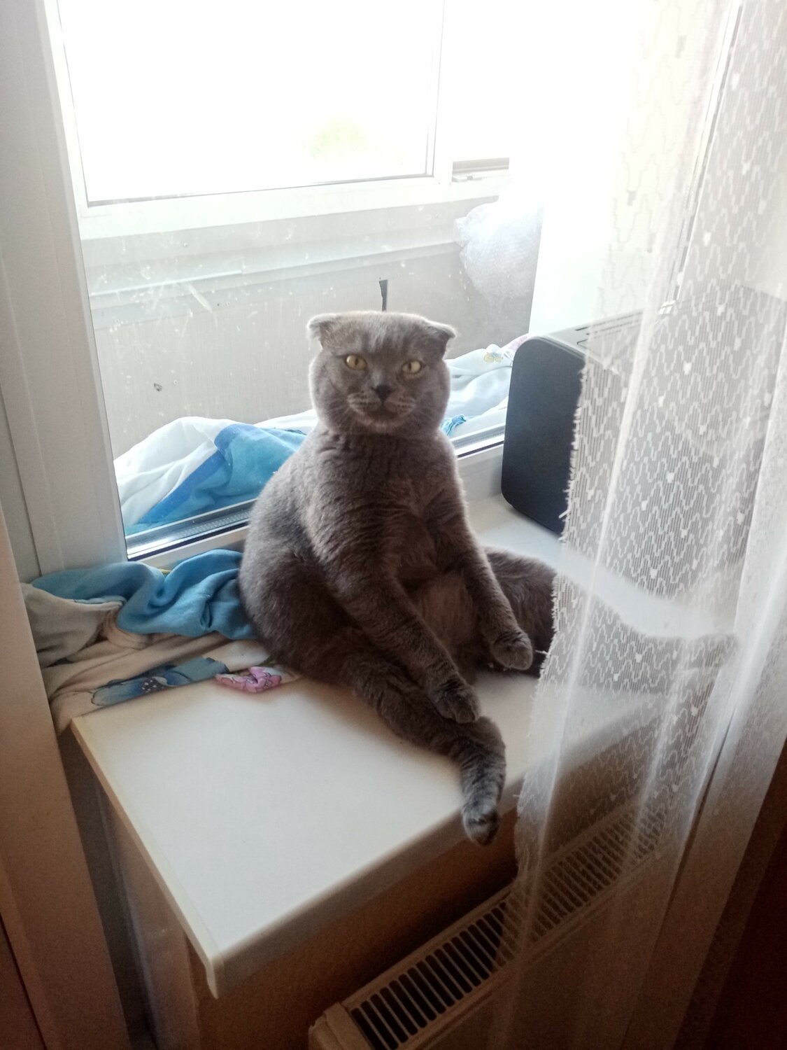 британская вислоухая кошка, вислоухая кошка, кошка шотландская, вислоухий кот, вислоухий серый кот