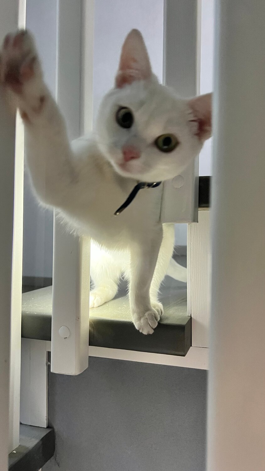 кошка, кот, кот айс, кот кот, кошечка
