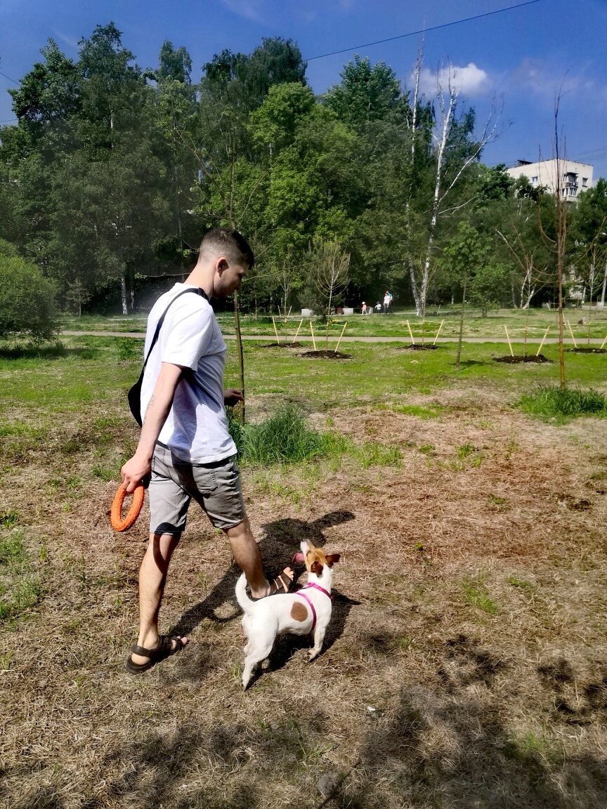 порода джек рассел, джек рассел терьер, собака в, рассел терьер, джек рассел