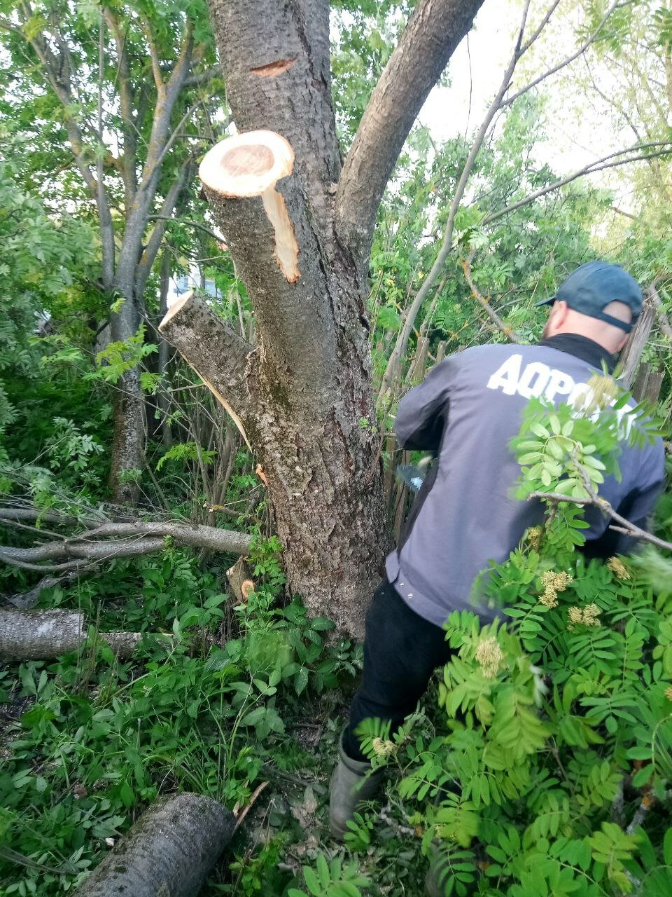 дерево, спиленное дерево, спил дерева, дерево деревья, дерево вопросов
