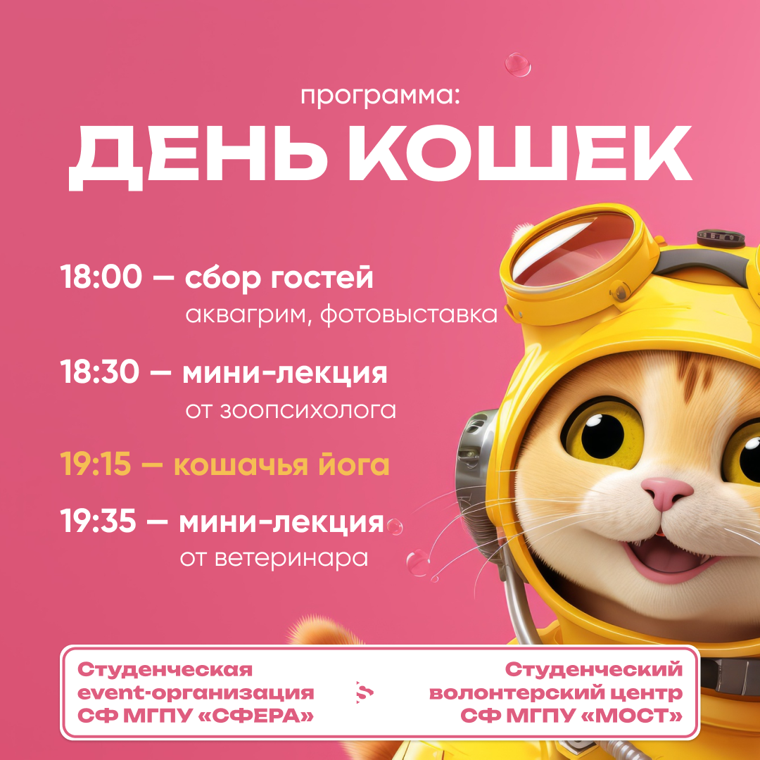 котик, супер кошка, кошка, милая кошка, домашний котик
