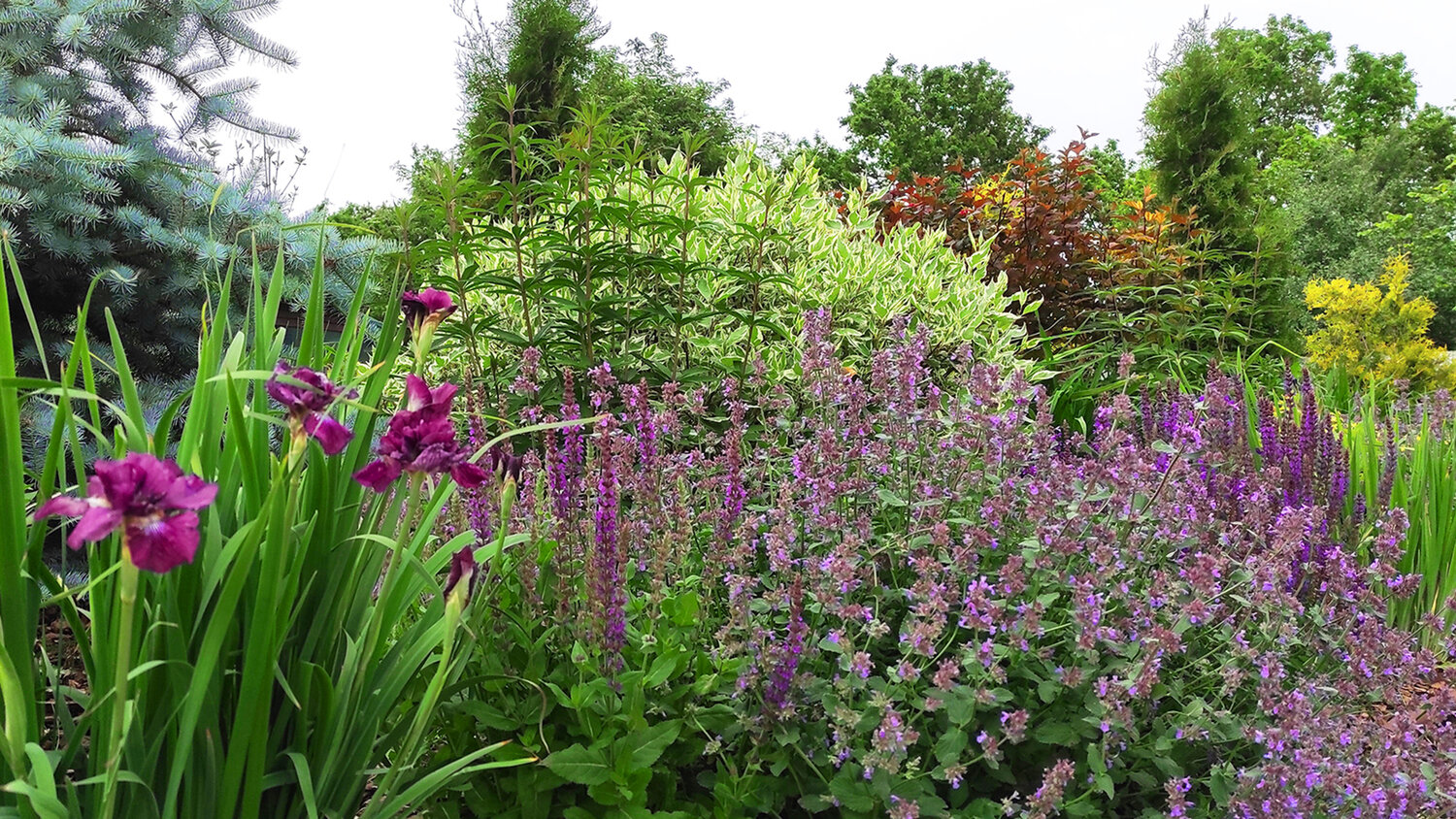 дербенник в саду, шалфей дубравный viola klose, шалфей роуз квин, шалфей дубравный, шалфей мутовчатый purple rain