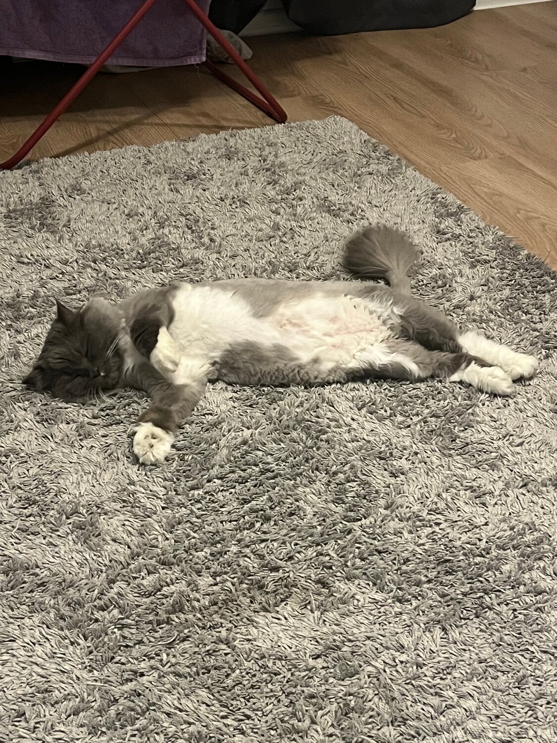 кот, котик, кошка кошка, животное кошка, кошка европейская