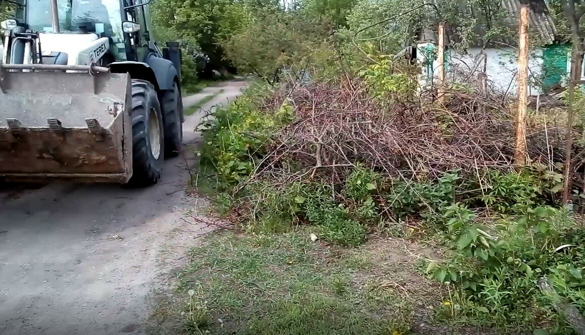 растение, спиленные ветки, расчистка мелколесья, расчистка участка, куст