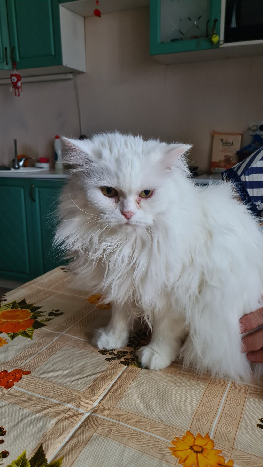 персидская кошка белая, персидский кот белый, персидская кошка, персидская шиншилла экзот, персидская шиншилла вилфред