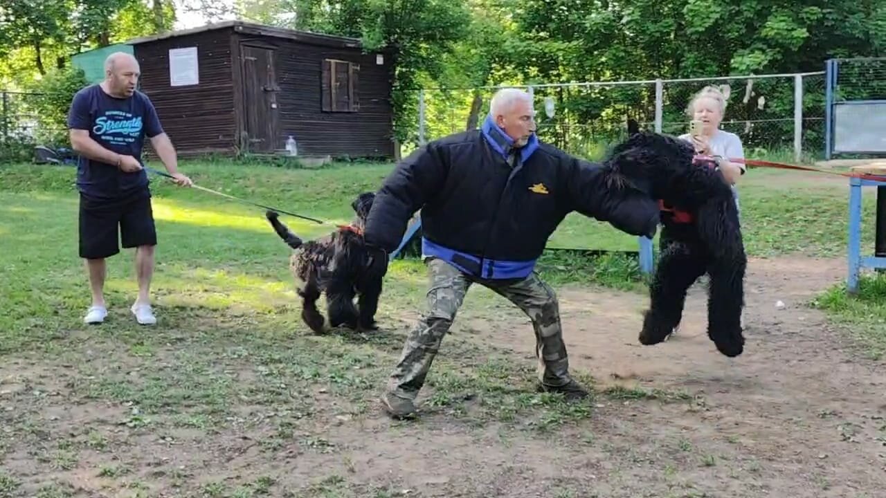 русский черный терьер зкс, черный терьер зкс, русский черный терьер, ризеншнауцер большой с человеком, овчарка ризеншнауцер доберман черный терьер