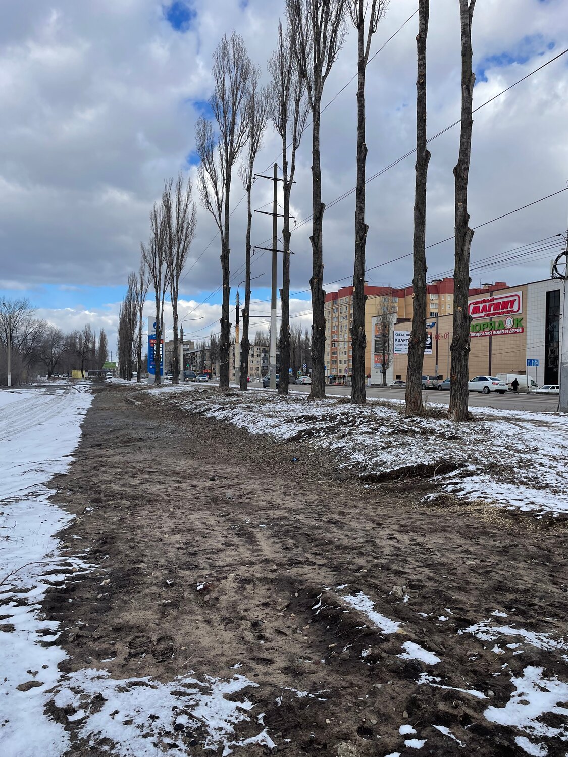 парк, дерево в городе, тополей, обрезка дерева, улиц