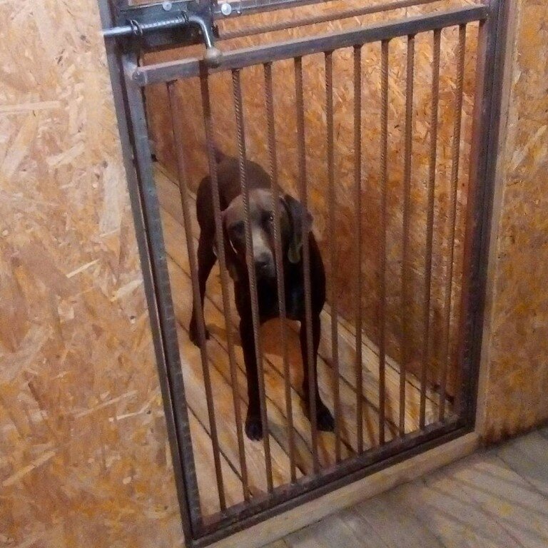вольер, приют, домашние любимцы, бездомные животные, домашние животные