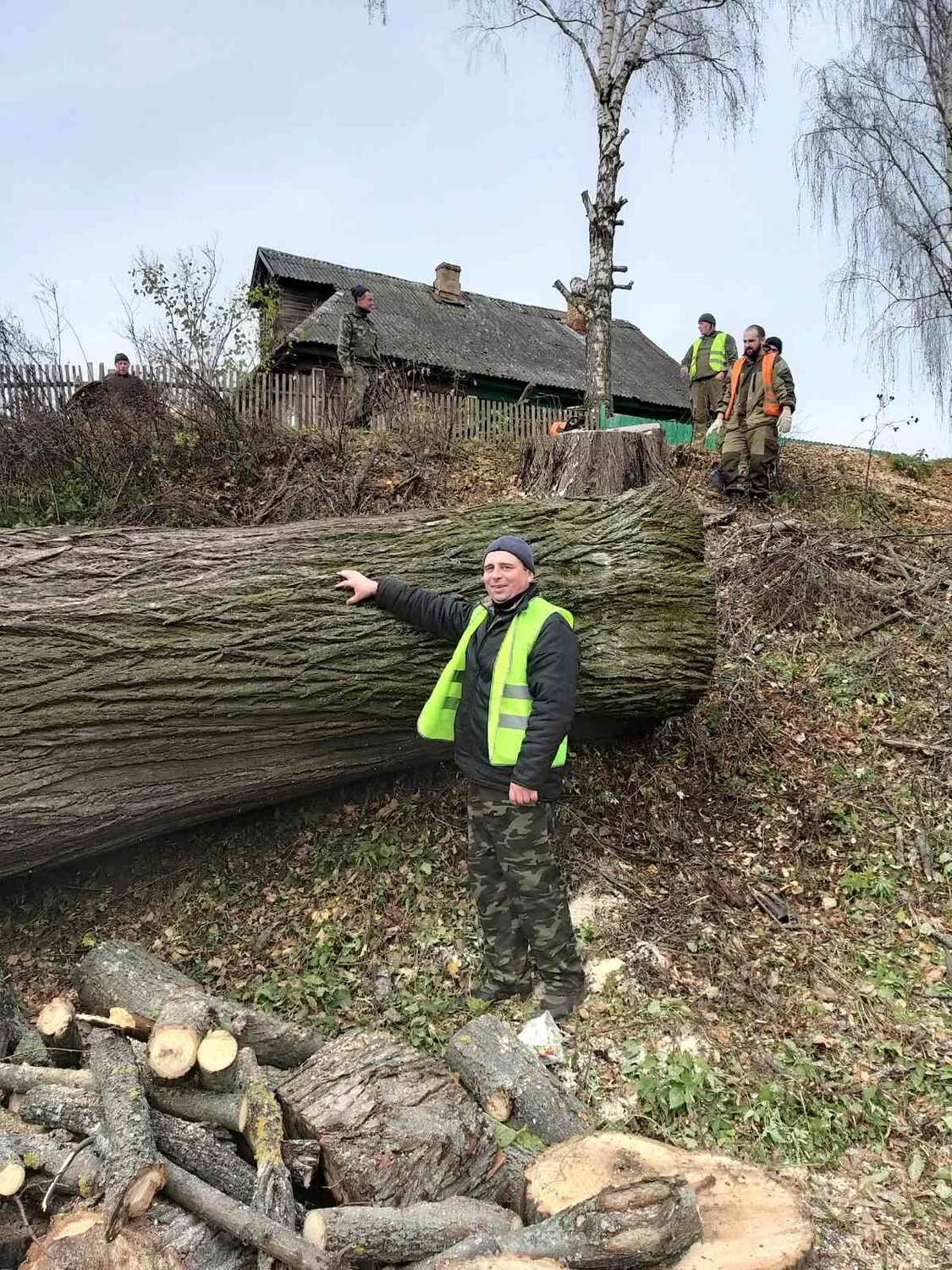 дерев, спиленные придорожные деревья, лесоповал деревья, поваленное дерево на дороге, деревни