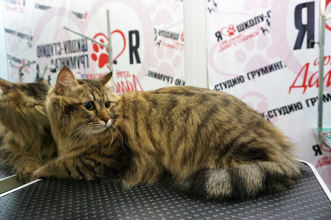 сибирская кошка, кот, кошка, кошка bri ny11, кошка 🐱🐱🐱🐱скочешь страйт