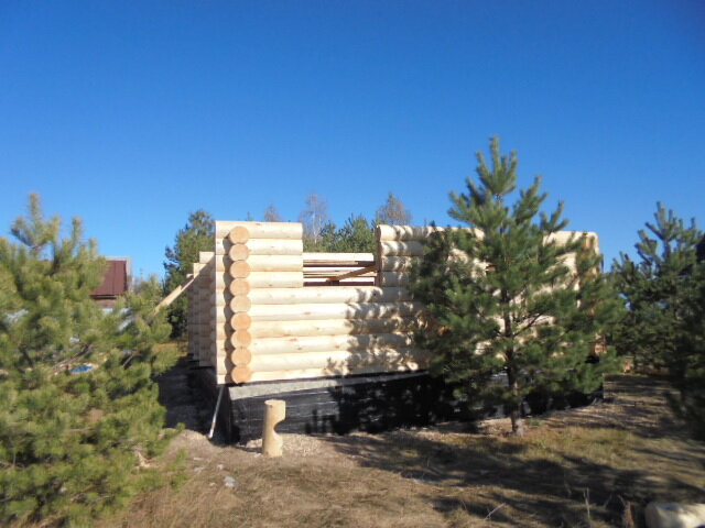 сосна, сосна обыкновенная, сосна обыкновенная крупномер, сосна pinus nigra, сосна чёрная