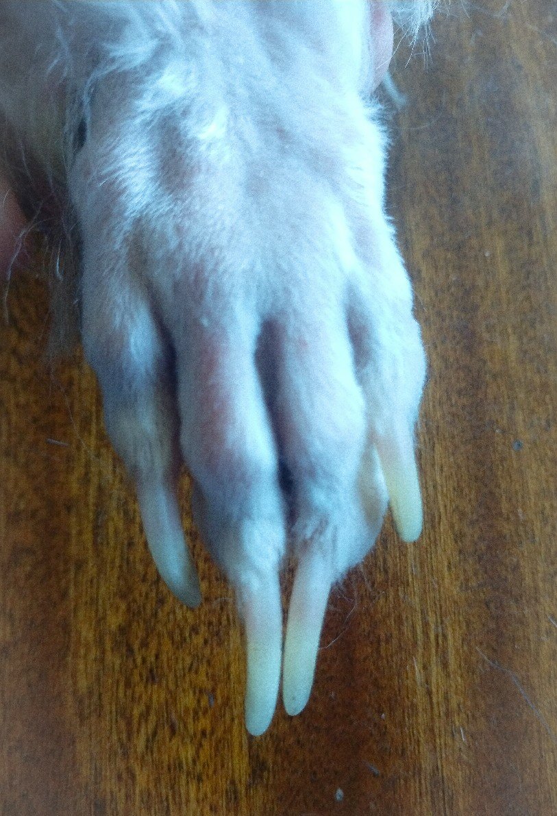 животное, кошачьи, размытое изображение, dog, коза