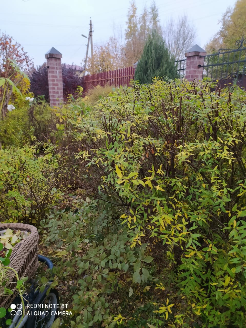 участок, дача, растения, сад, дачная
