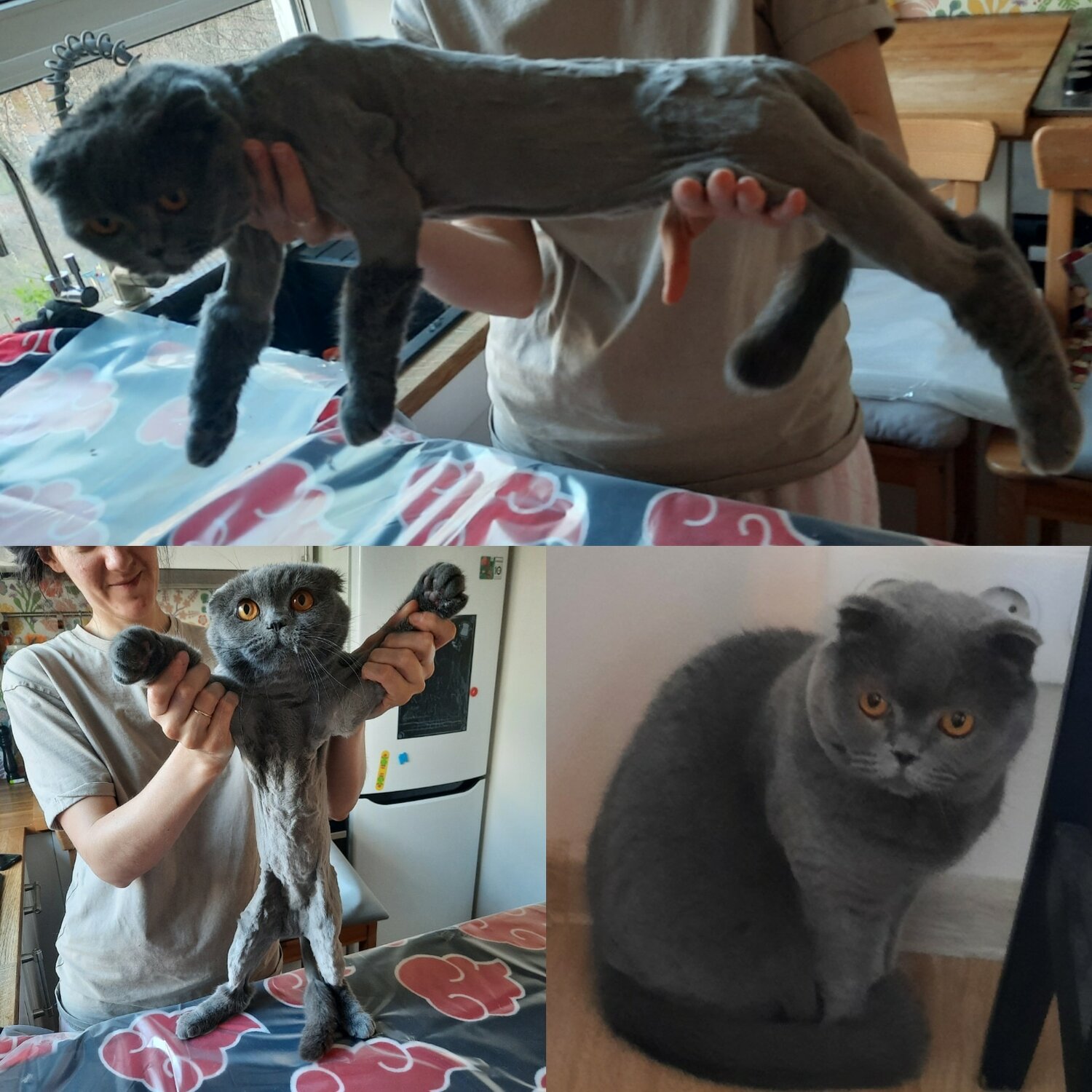 шотландская вислоухая кошка стри, шотландская вислоухая кошка, кот, котик, британская кошка вислоухая британская