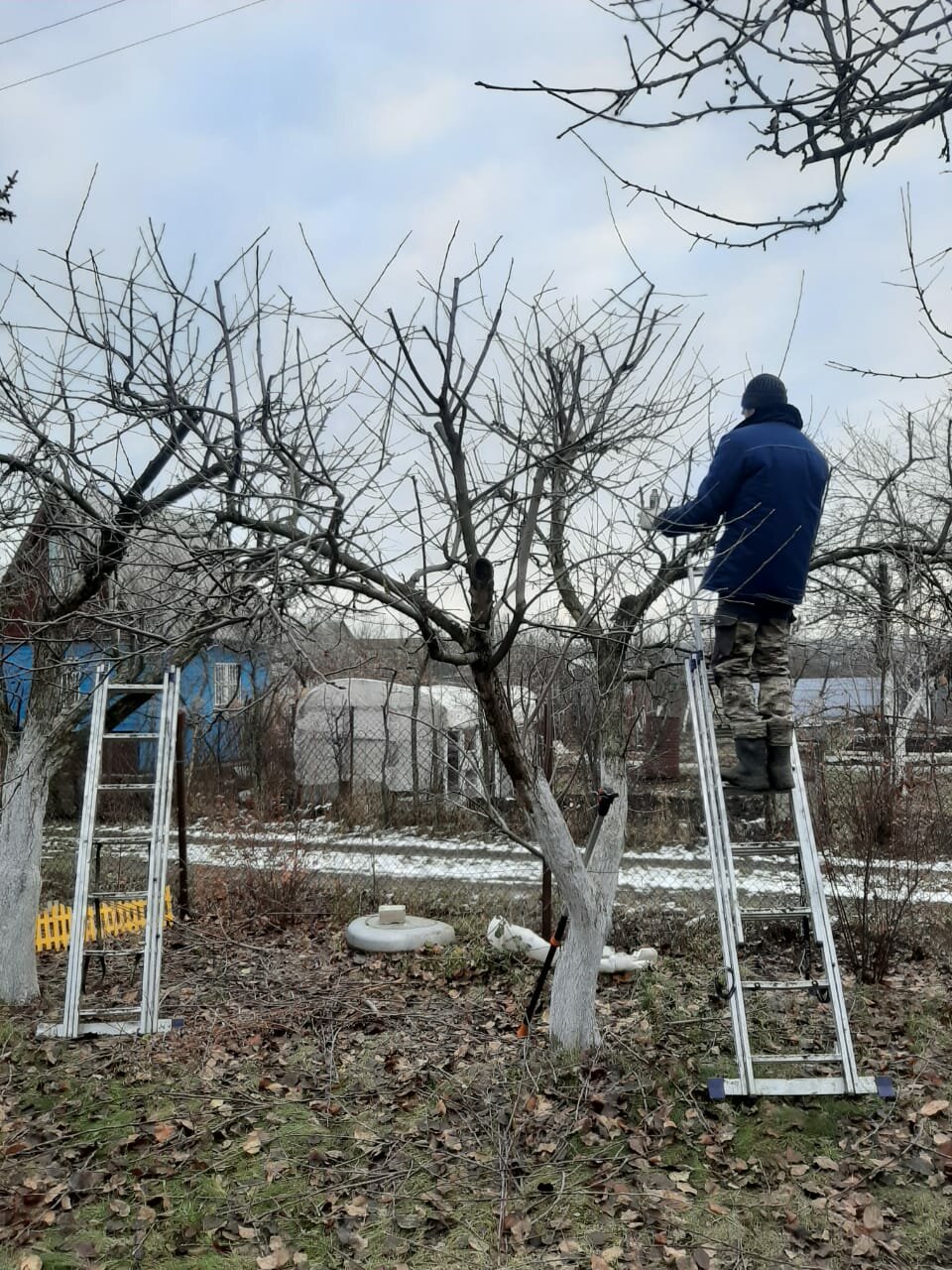 обрезка деревьев, лестница обрезка деревьев в саду, лестница для обрезки деревьев, pruning apple trees central lider, садовник обрезка деревьев