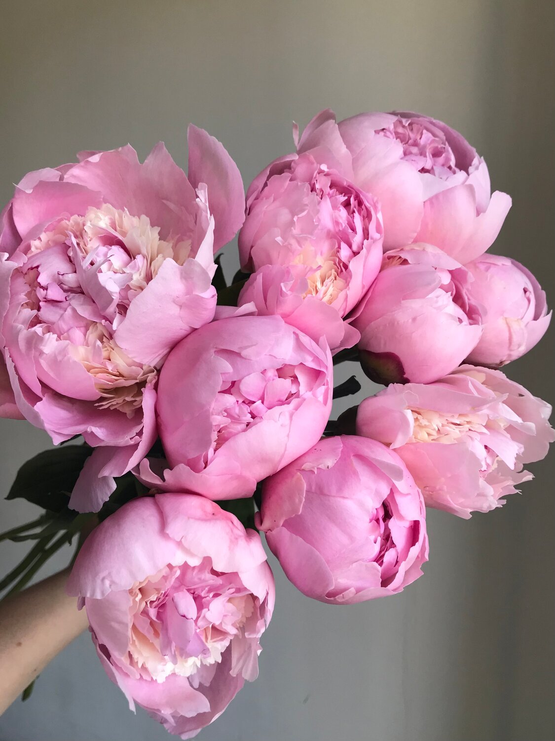 розовые пионы, пионы розовидные, пионы, пионы цветы, пионы пионы